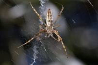 L'Argiope frelon ou Argiope fascie. Une femelle immature (Araneae - Araneidae - Argiope bruennichi)